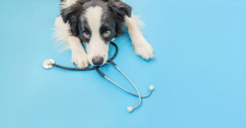 الأمراض التي تنتقل من الكلاب للإنسان والوقاية
