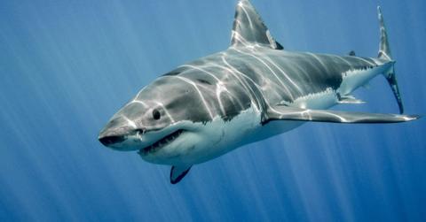 تفسير رؤية سمك القرش في المنام وحلم هجوم