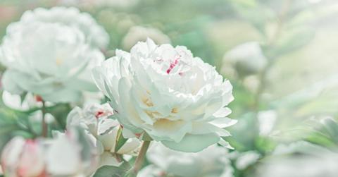 تفسير رؤية الورد الأبيض وحلم الوردة