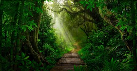 تفسير رؤية الغابة في المنام وحلم المشي في